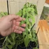 Monstera adansonii Indonesian Marble
