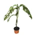 Monstera adansonii Indonesian Marble
