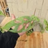 Monstera adansonii Indonesian Marble