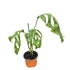 Monstera adansonii Indonesian Marble