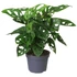 Monstera Adansonii