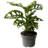 Monstera Adansonii