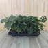 Monstera Adansonii
