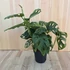 Monstera Adansonii