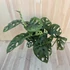 Monstera Adansonii
