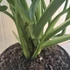 Monstera Adansonii