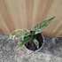 Monstera obliqua Peru