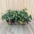 Monstera Siltepecana