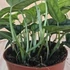 Monstera Siltepecana