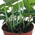 Monstera Siltepecana