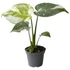 Monstera Thai Constellation