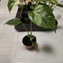 Monstera Thai Constellation