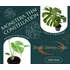 Monstera Thai Constellation