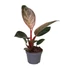 Philodendron Pink Birkin