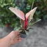 Philodendron Pink Birkin
