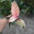 Philodendron Pink Birkin