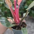 Philodendron Pink Birkin
