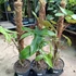 Philodendron Billietiae mohakaróval