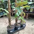 Philodendron Billietiae mohakaróval