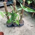 Philodendron Billietiae mohakaróval