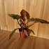 Philodendron Choco Empress