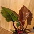 Philodendron Choco Empress