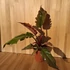Philodendron Choco Empress