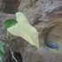 Philodendron Domesticum Variegata