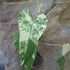 Philodendron Domesticum Variegata