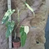 Philodendron Domesticum Variegata