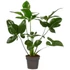 Philodendron Fun Bun