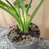 Philodendron Fun Bun