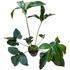Philodendron Fun Bun