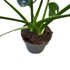 Philodendron Fun Bun