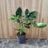Philodendron Fun Bun