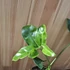 Philodendron Fun Bun