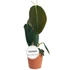 Philodendron Gigas