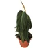 Philodendron Gigas