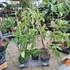 Philodendron Gladhands
