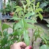 Philodendron Gladhands