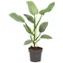 Philodendron Silver Queen
