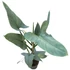 Philodendron Silver Queen