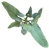 Philodendron Silver Queen