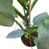 Philodendron Silver Queen
