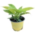 Philodendron Moonlight