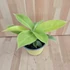 Philodendron Moonlight