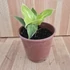 Philodendron Moonlight