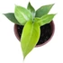 Philodendron Moonlight