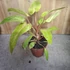 Philodendron Painted Lady