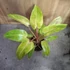 Philodendron Painted Lady